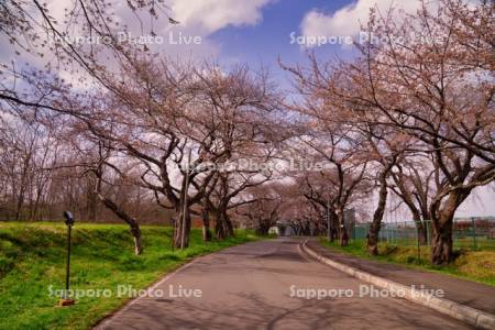 大野川沿い桜並木