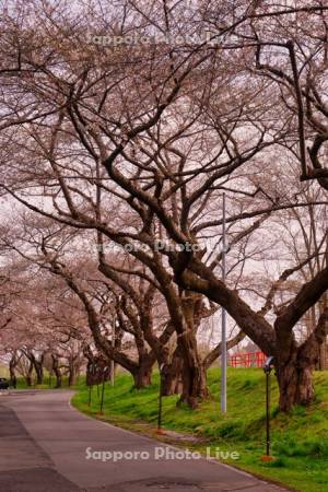 大野川沿い桜並木