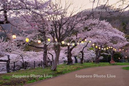 函館公園の桜の夕景
