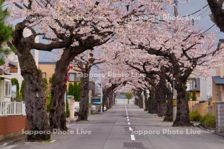 桜ヶ丘通の桜並木