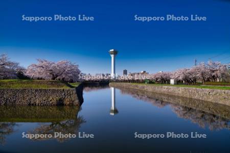 五稜郭公園の桜と五稜郭タワー