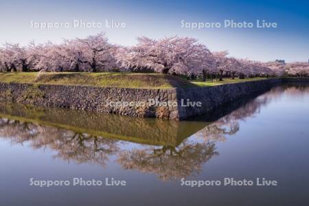 五稜郭公園の桜