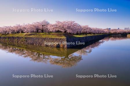 五稜郭公園の桜