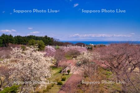 オニウシ公園と噴火湾