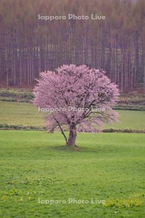 上御料の一本桜