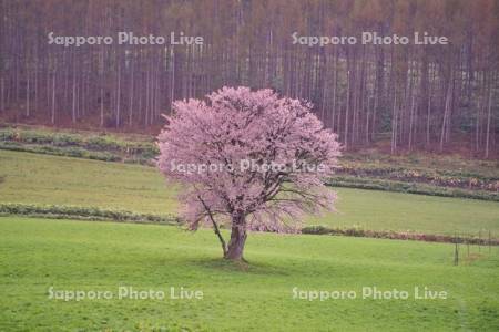 上御料の一本桜