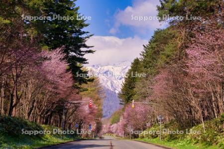 東大演習林の桜と夕張山地　R38