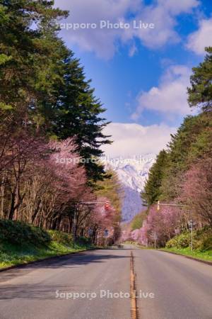 東大演習林の桜と夕張山地　R38