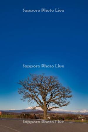 夕景のセブンスターの木