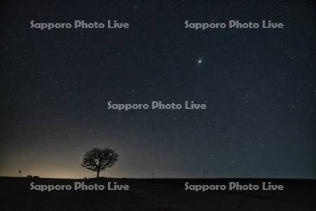 セブンスターの木と星空