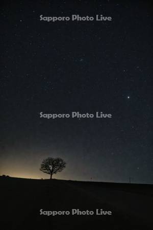 セブンスターの木と星空