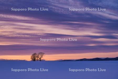 親子の木
