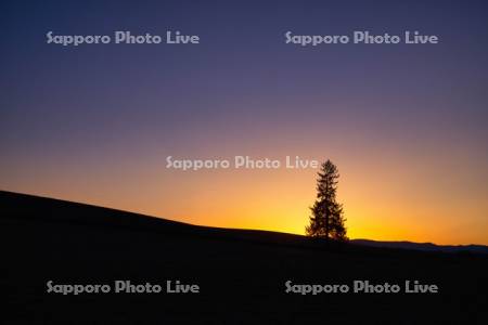 クリスマスツリーの木と夕陽