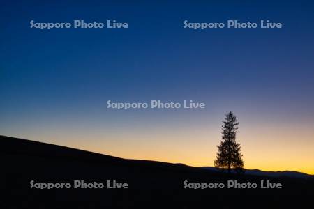 クリスマスツリーの木と夕陽