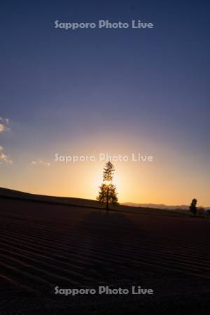 クリスマスツリーの木と夕陽