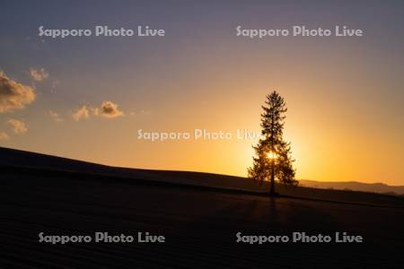 クリスマスツリーの木と夕陽