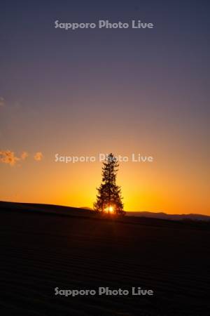 クリスマスツリーの木と夕陽