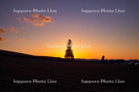 クリスマスツリーの木と夕陽
