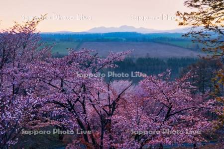 深山峠の桜