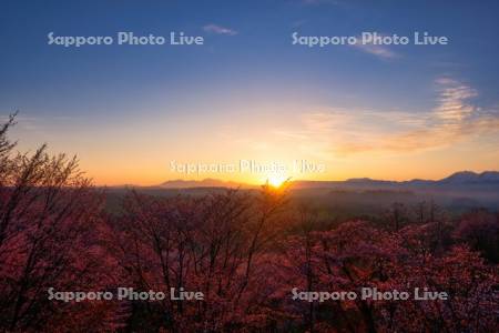 深山峠の桜の日の出
