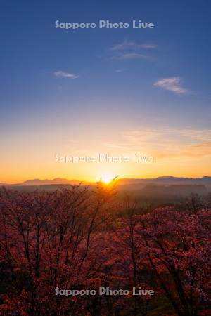 深山峠の桜の日の出