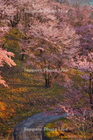 深山峠の桜