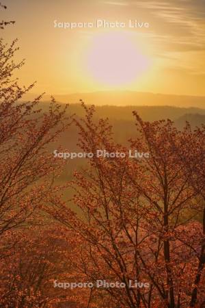 深山峠の桜の日の出