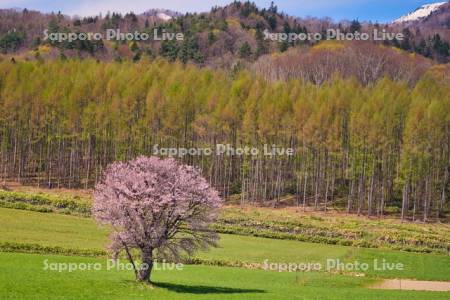 上御料の一本桜