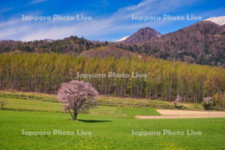 上御料の一本桜