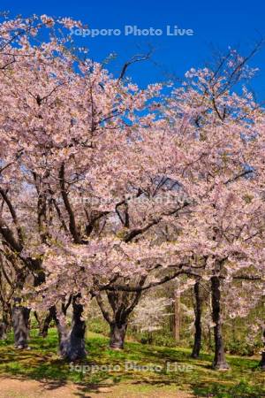 戸田記念墓地公園