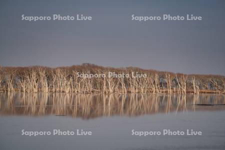 野付半島　ナラワラ