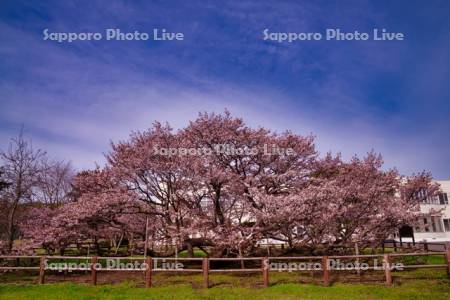 野付の千島桜