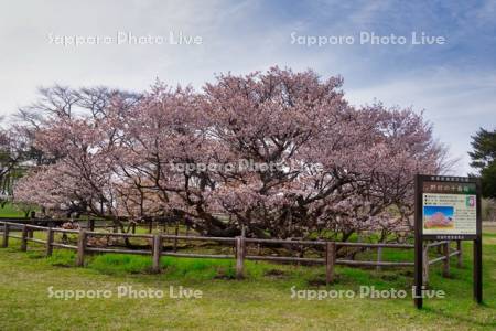 野付の千島桜