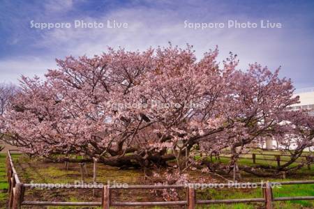 野付の千島桜