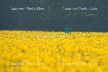 菜の花畑