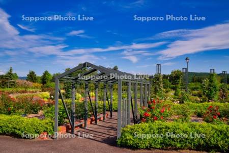 いわみざわ公園バラ園