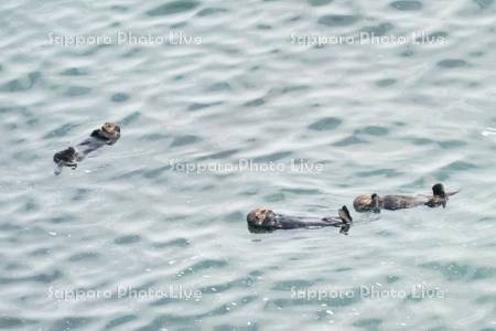 ラッコ