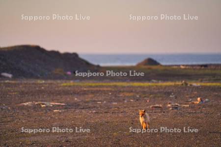 野付半島のキタキツネ