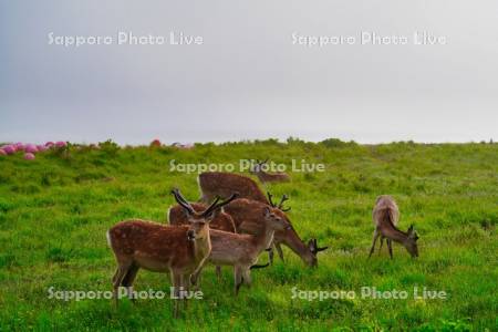 野付半島のエゾシカ
