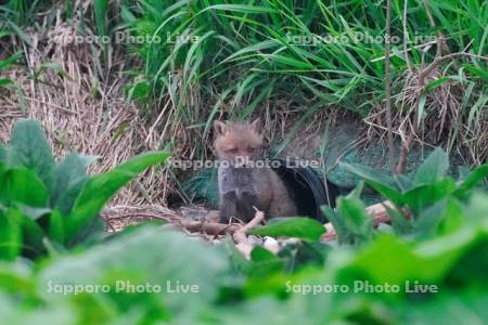 キタキツネ　子ぎつね