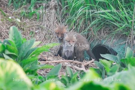 キタキツネ　子ぎつね
