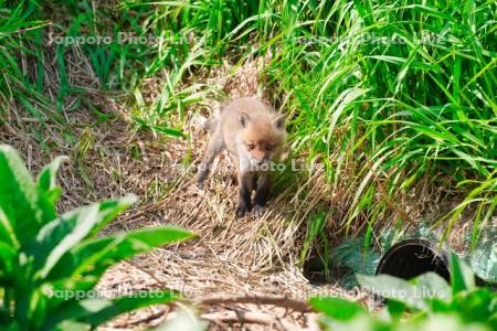 キタキツネ　子ぎつね
