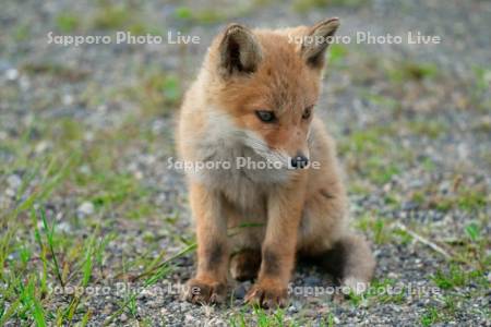 キタキツネ　子ぎつね