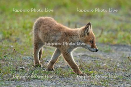 キタキツネ　子ぎつね