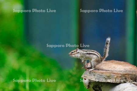 シマリス
