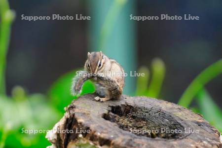 シマリス