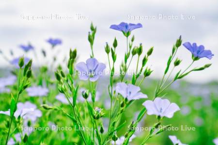 亜麻の花
