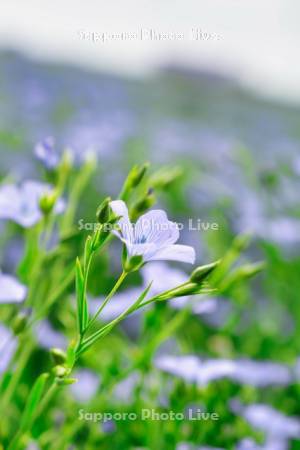 亜麻の花