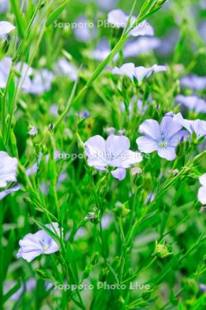 亜麻の花