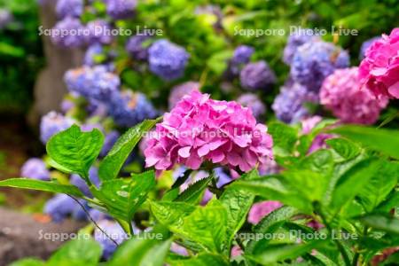 有珠善光寺のアジサイ